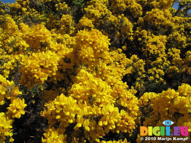 SX14162 Bright yellow flowering Gorse (Ulex europaeus)